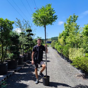 Agát biely (Robinia pseudocacacia) ´UMBRACULIFERA´, výška 250-300 cm, obvod kmeňa: 8/10 cm, kont. C35L (-34°C)  